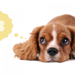 Fiskeolie til hunden Fiskeolie til hunden