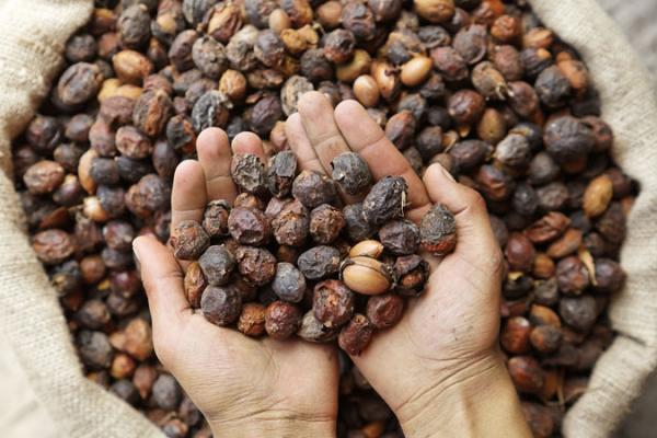 argan i marokko