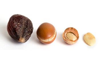 billede af argan nødder argan nøddernes kvalitet