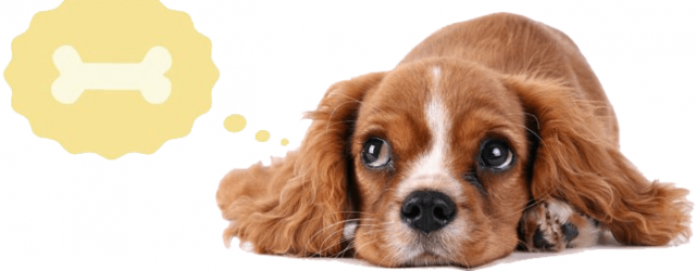 informationer-om-fiskeolie-til-hunden