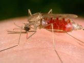 malaria sygdommen