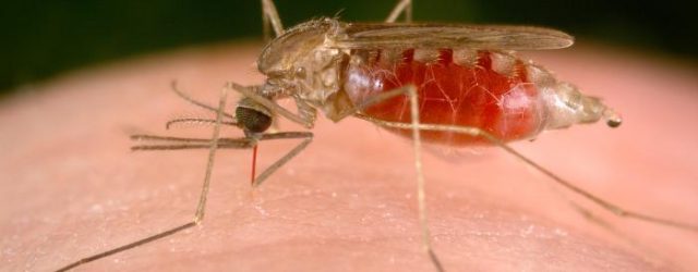 malaria sygdommen