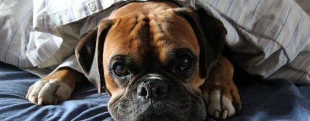 blærebetændelse hos hunde