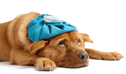 sammenligning af hundeforsikringer