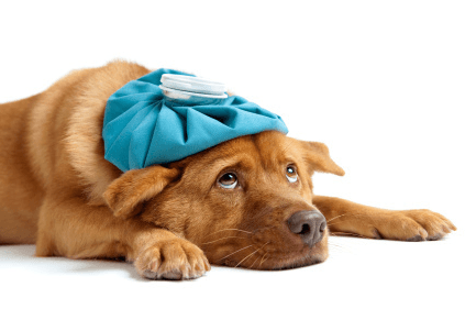 Defekt Svin Hindre Hundeforsikring - 17 Bedste & Billigste Priser - Sammenlign i 2023