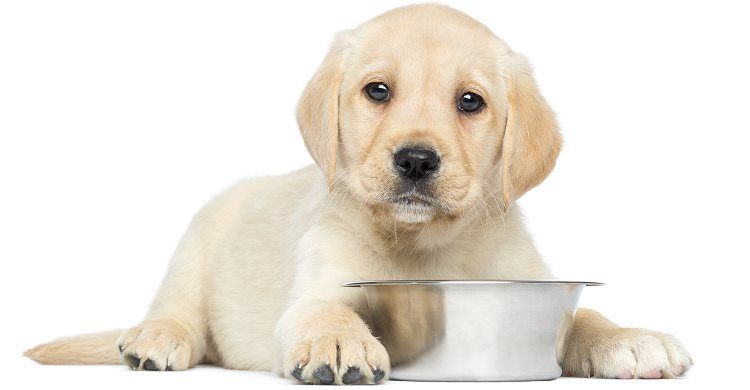 quagga Allieret Viewer Hvordan skal jeg fodre min hundehvalp? Guide til foder til hundehvalpe