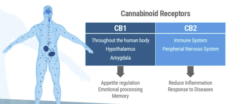 endocannabinoide system billede