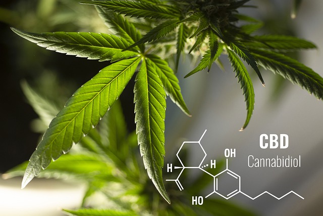med tiden sælger Berri CBD Olie og Kræft - Kan Cannabis kurere kræft kræftsygdomme?